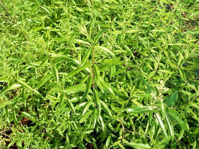 Limon Melisa - Melissa Officinalis 3 Adet