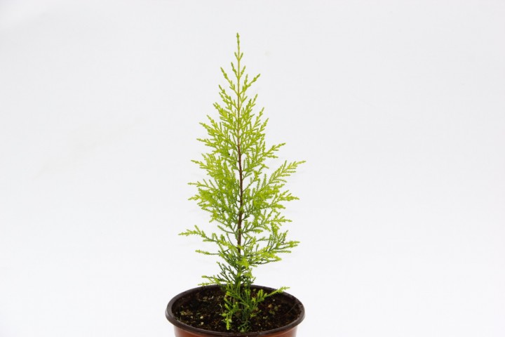 Limoni Servi (Cupressus Macrocarpa Goldcrest) 20-30 cm 10 Adet