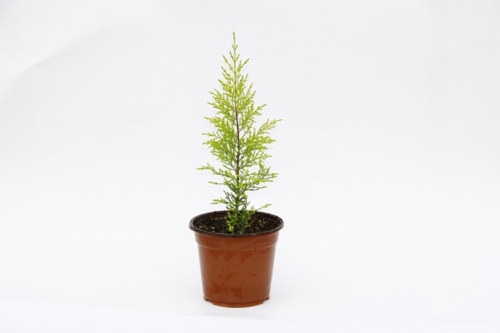 Limoni Servi (Cupressus Macrocarpa Goldcrest) 20-30 cm 10 Adet