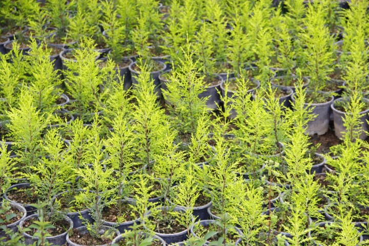 Limoni Servi (Cupressus Macrocarpa Goldcrest) 20-30 cm 10 Adet