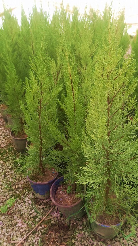 Limoni Servi (Cupressus Macrocarpa Goldcrest) 50-70 cm 10 Adet