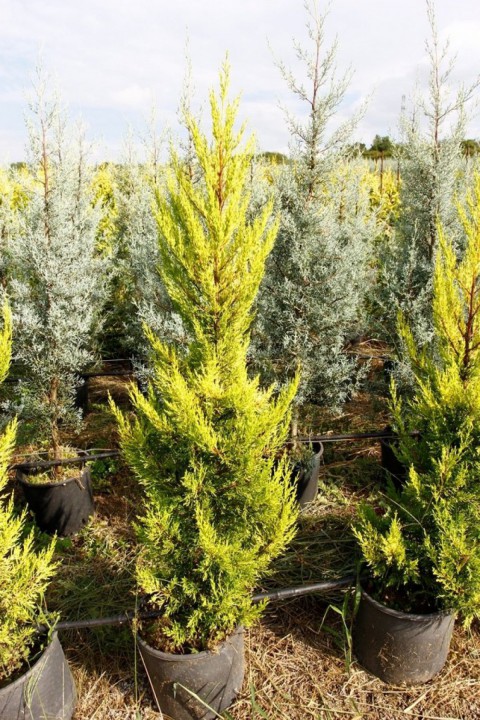 Limoni Servi (Cupressus Macrocarpa Goldcrest)