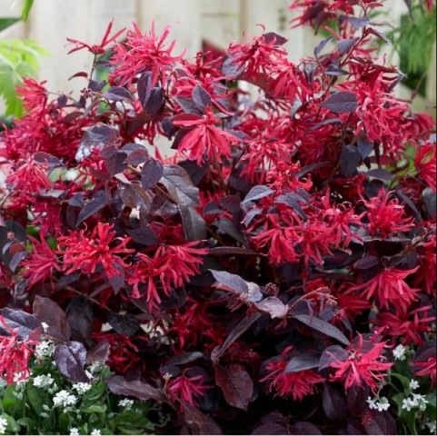 Loropetalum 10 Adet