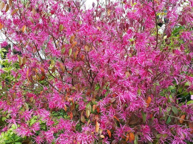 Loropetalum 10 Adet