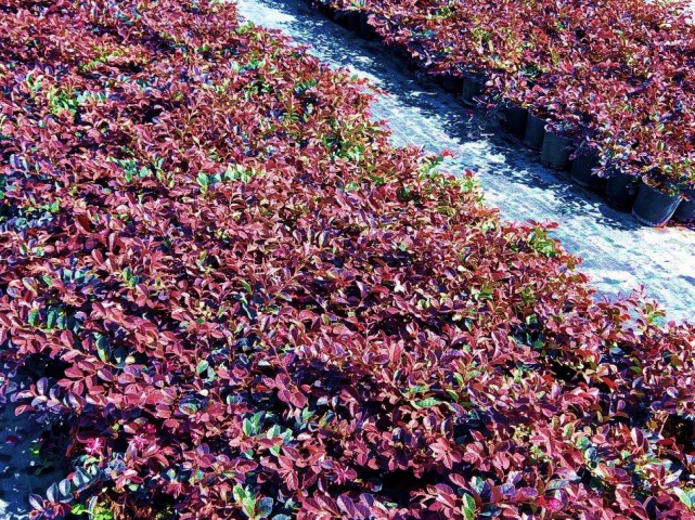 Loropetalum 10 Adet