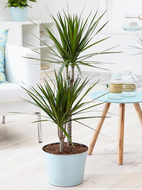 Madagaskar Dragon Ağacı – Dracaena Marginata 2 Gövdeli Yeşil
