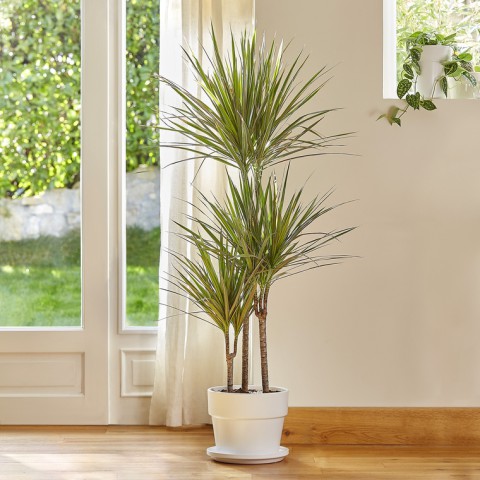 Madagaskar Dragon Ağacı – Dracaena Marginata 3 Gövdeli Yeşil