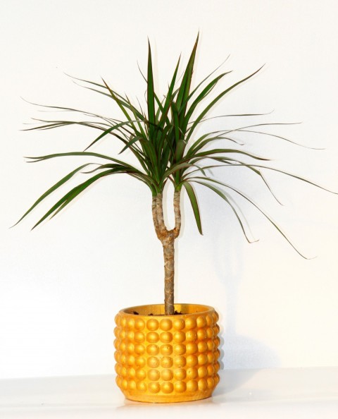 Madagaskar Dragon Ağacı – Dracaena Marginata 40 cm Turuncu Saksıda