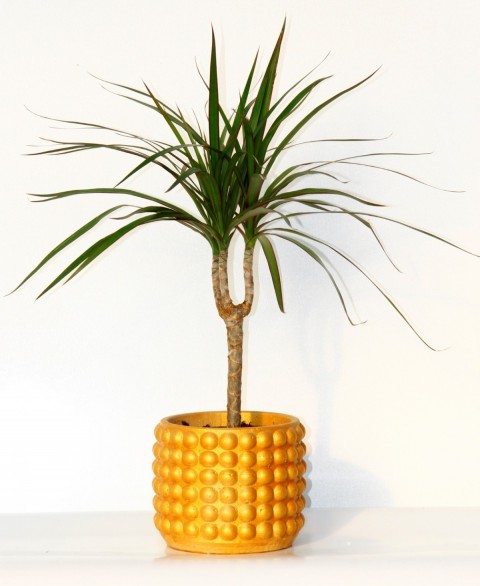Madagaskar Dragon Ağacı – Dracaena Marginata 40 cm Turuncu Saksıda