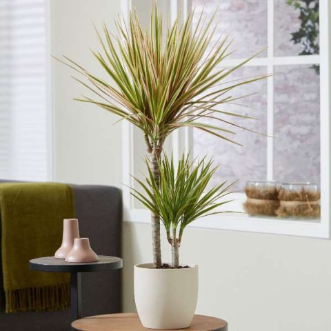 Madagaskar Dragon Ağacı – Dracaena Marginata Alacalı 2 Gövdeli