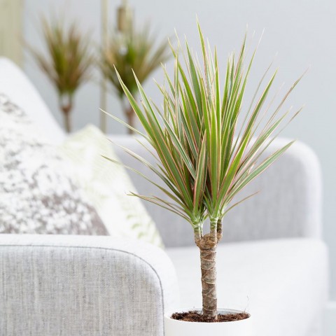Madagaskar Dragon Ağacı – Dracaena Marginata -Alacalı Tek Gövdeli