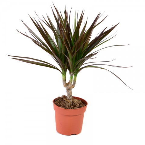 Madagaskar Dragon Ağacı – Dracaena Marginata - Tek Gövdeli Bordo