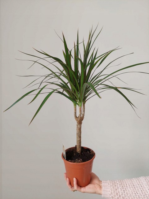 Madagaskar Dragon Ağacı – Dracaena Marginata - Tek Gövdeli Bordo