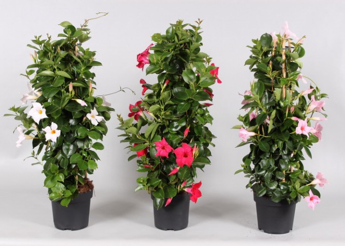 Mandevilla Sarmaşığı  3'lü Set 80-100cm