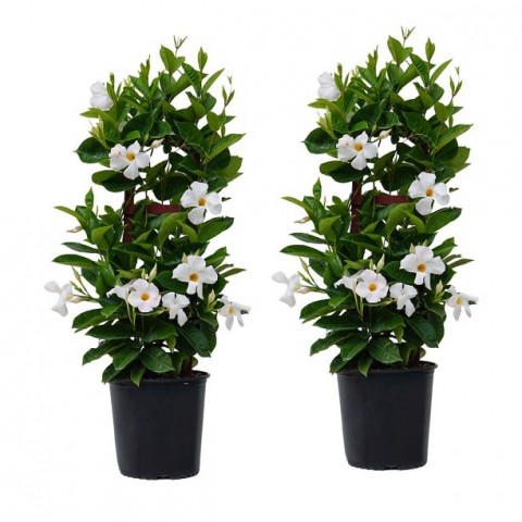 Mandevilla Sarmaşığı - Beyaz 80-100cm