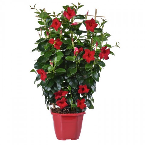 Mandevilla Sarmaşığı - Kırmızı 80-100cm