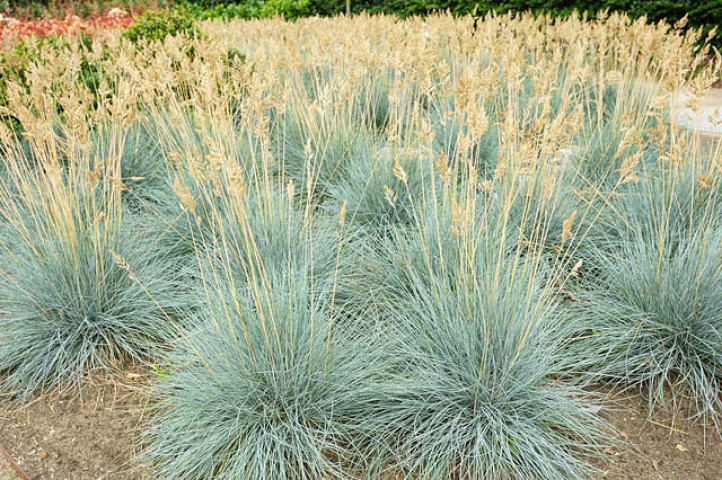 Mavi Çim (Festuca Glauca) 20 Adet