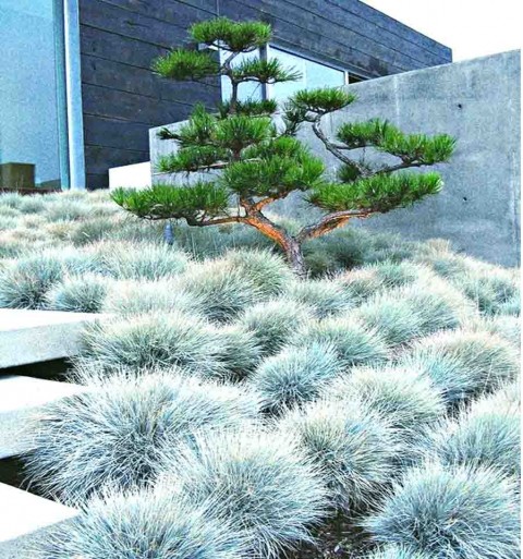 Mavi Çim (Festuca Glauca) 3 Adet