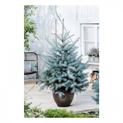 Mavi Ladin (Picea Pungens Glauca) 2 Adet 100 cm