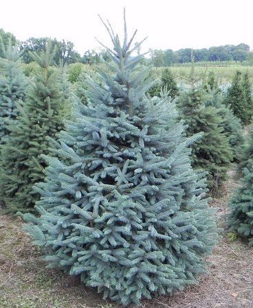 Mavi Ladin (Picea Pungens Glauca) 2 Adet 100 cm