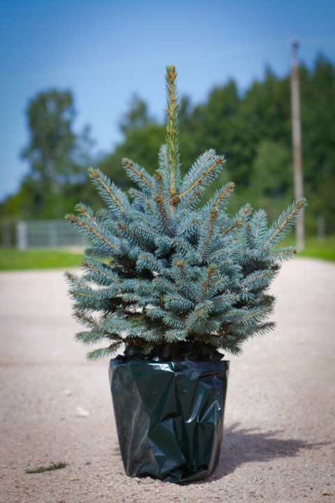 Mavi Ladin (Picea Pungens Glauca) 2 Adet 100 cm
