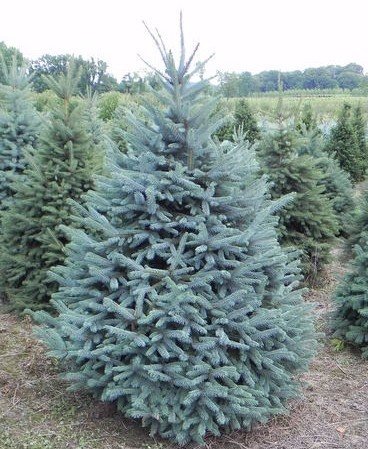 Mavi Ladin (Picea Pungens Glauca) 40 -60 cm