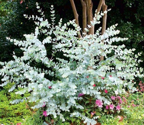 Mavi Okaliptus Fidanı Eucalyptus Globulus  5 Adet