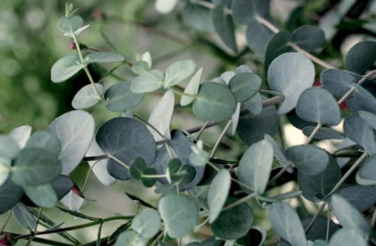 Mavi Okaliptus Fidanı Eucalyptus Globulus  5 Adet