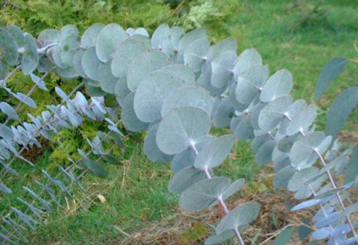 Mavi Okaliptus Fidanı Eucalyptus Globulus  5 Adet