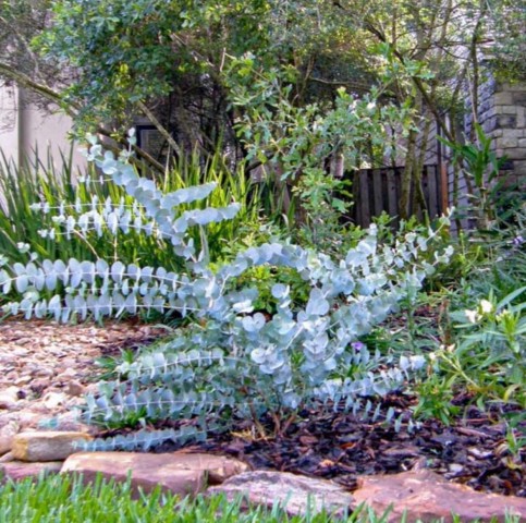 Mavi Okaliptus Fidanı Eucalyptus Globulus  3 Adet