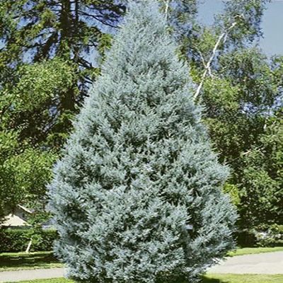 Mavi Servi Ağacı Cupressus Arizonica  10 Adet