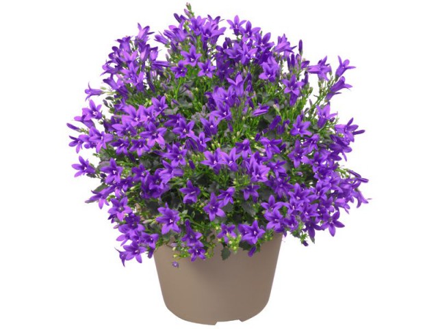 Maviş çiçeği – Campanula 3 Adet