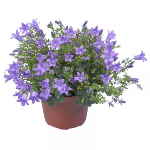 Maviş çiçeği – Campanula 3 Adet