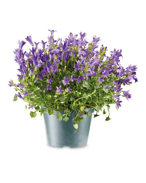Maviş çiçeği – Campanula 3 Adet