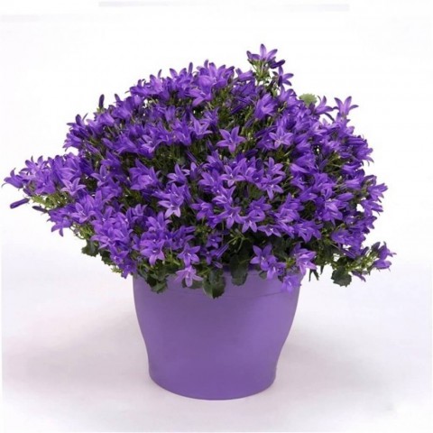 Maviş çiçeği – Campanula 3 Adet