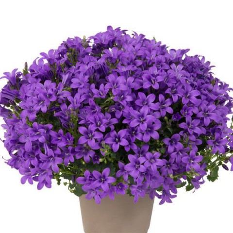 Maviş çiçeği – Campanula 5 Adet