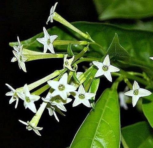 Melisa Çiçeği Cestrum Nocturnum 3 Adet