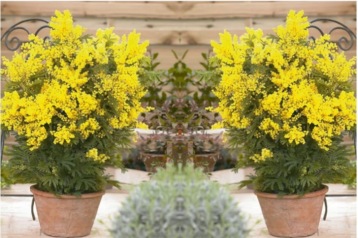 Mimoza Ağacı (Acacia dealbata)150-200 cm 5 Adet