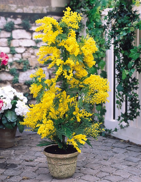 Mimoza Ağacı (Acacia dealbata)150-200 cm 5 Adet