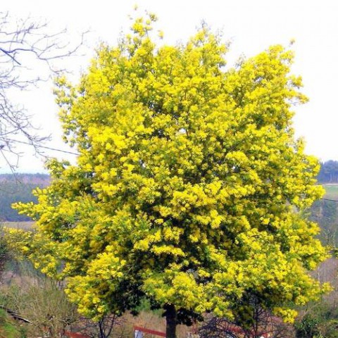 Mimoza Ağacı (Acacia dealbata)150-200 cm 5 Adet