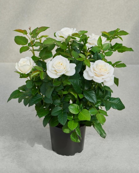 Mini Gül – Minyatür Saksı Gülü Beyaz 3 Adet