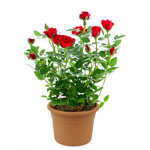Mini Gül – Minyatür Saksı Gülü Kırmızı  5 Adet