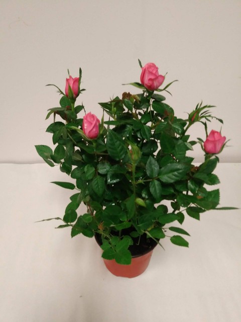 Mini Gül – Minyatür Saksı Gülü Pembe  10  Adet