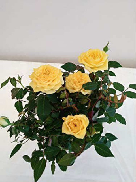 Mini Gül – Minyatür Saksı Gülü Sarı 10 Adet