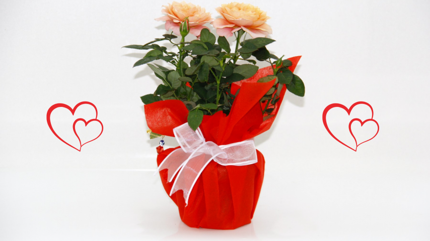 Mini Gül Somon Renk - Sevgililer Günü ve Özel Gün Hediyesi