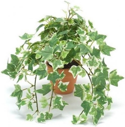 Mini Hedera  Alacalı Salon Sarmaşığı- (Hedera Helix Variegata) Askılı Saksıda