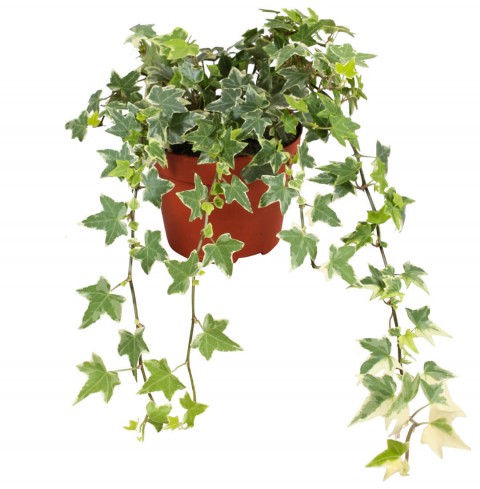 Mini Hedera  Alacalı Salon Sarmaşığı- (Hedera Helix Variegata) Askılı Saksıda