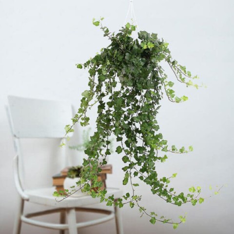 Mini Hedera Salon Sarmaşığı- (Hedera Helix Green) Askılı Saksıda