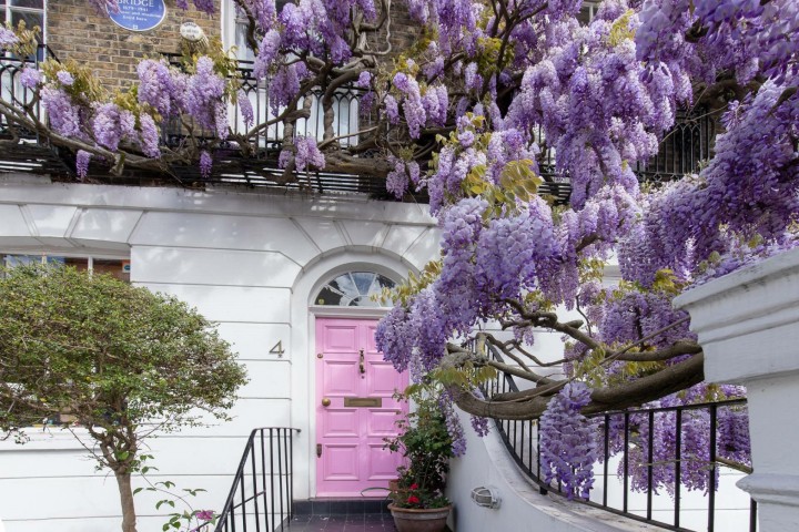 Mor Salkım Fidanı Wisteria Sinensis 3 Adet