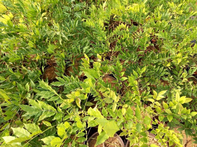 Mor Salkım Fidanı Wisteria Sinensis 5 Adet